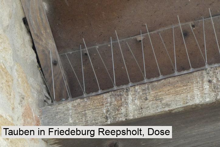 Tauben in Friedeburg Reepsholt, Dose